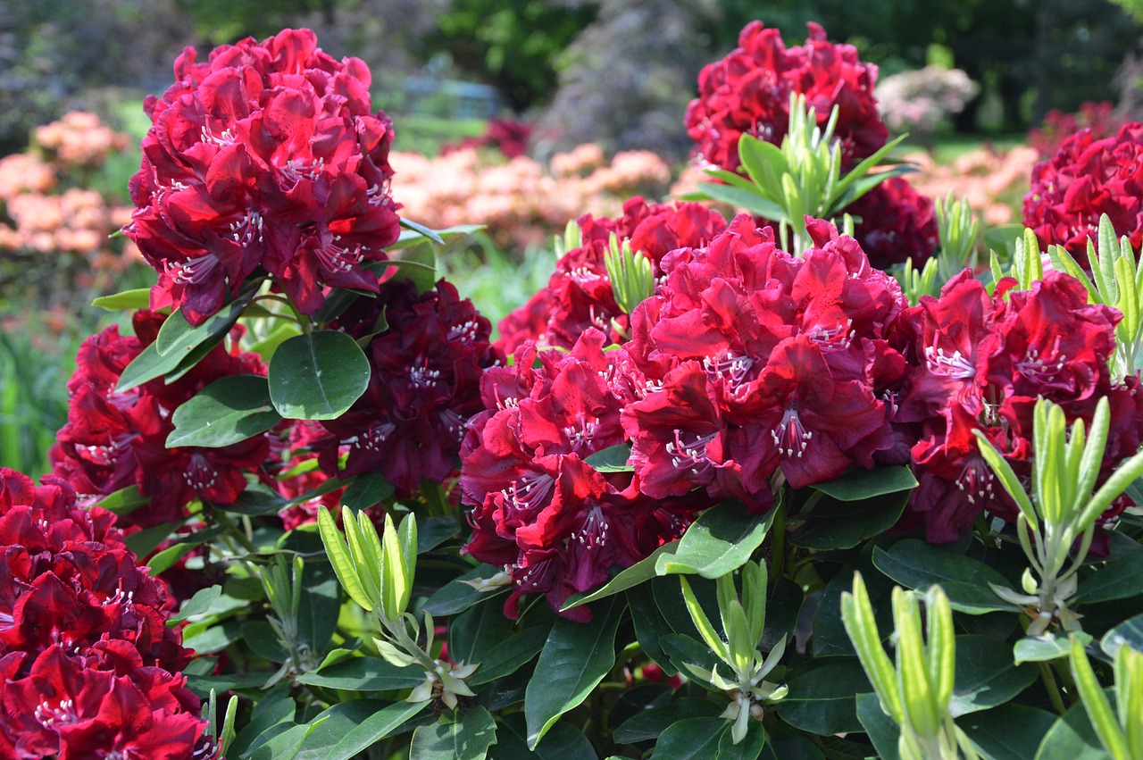 red Rhododendron 